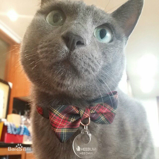 金希澈(Kim HeeChul、キム ヒチョル)的宝贝希范壁纸壁纸