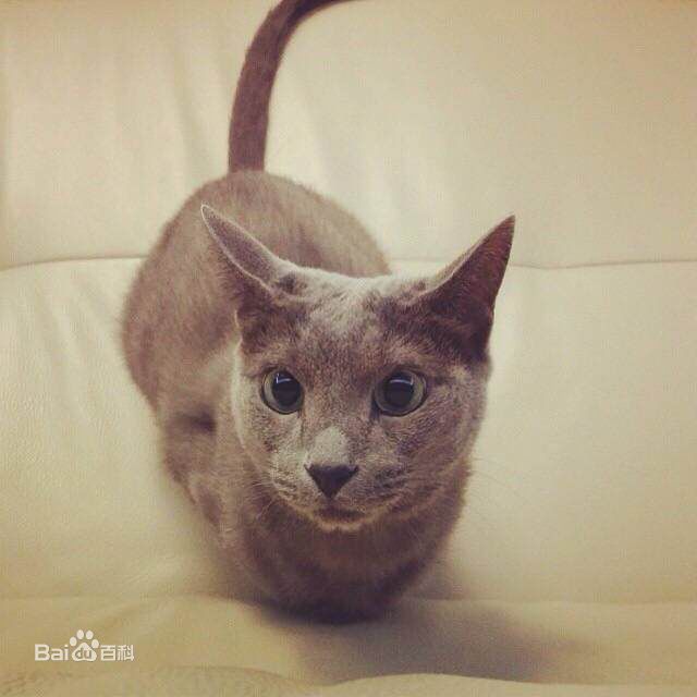 金希澈(Kim HeeChul、キム ヒチョル)的宝贝希范壁纸壁纸