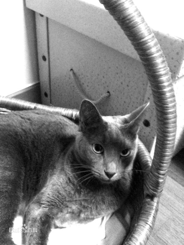 金希澈(Kim HeeChul、キム ヒチョル)的宝贝希范壁纸壁纸