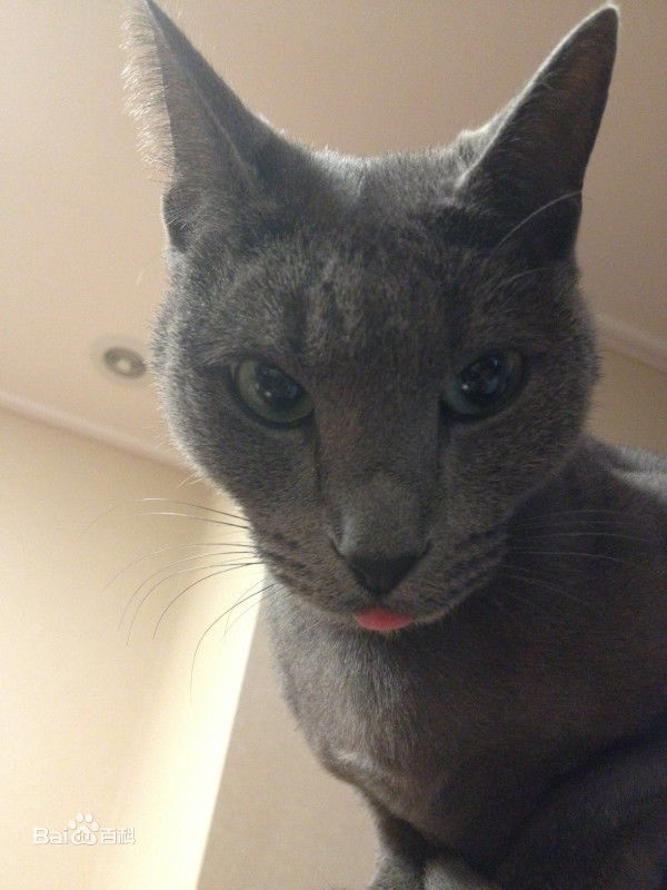 金希澈(Kim HeeChul、キム ヒチョル)的宝贝希范壁纸壁纸