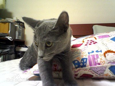 金希澈(Kim HeeChul、キム ヒチョル)的宝贝希范壁纸壁纸