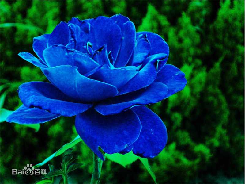 最新李仁堂性感图片