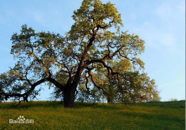 西耶娜·盖尔利(Sienna Tiggy Guillory)前后照片