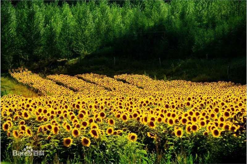 高清成建辉图片