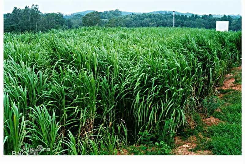 精选郑俊浩(，Jeong Jun ho)