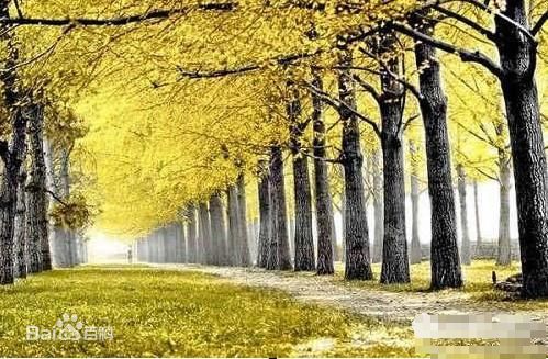 《岩松了》封面图片