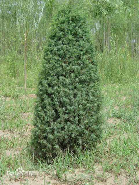 杜松的针叶，果实与整体形态