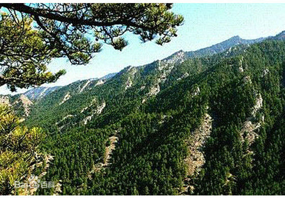 杜松的针叶，果实与整体形态