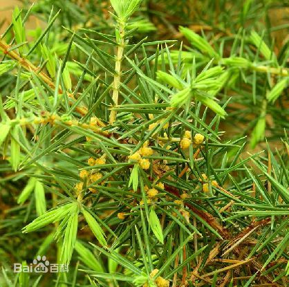 《杜松》封面图片