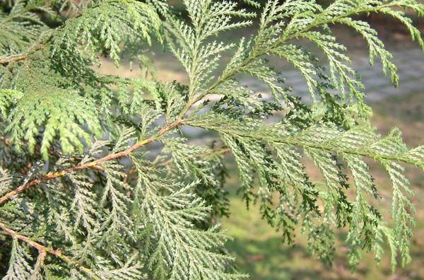 《杜松》封面图片