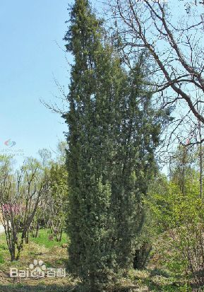 《杜松》封面图片