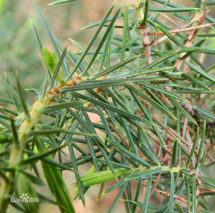 《杜松》封面图片