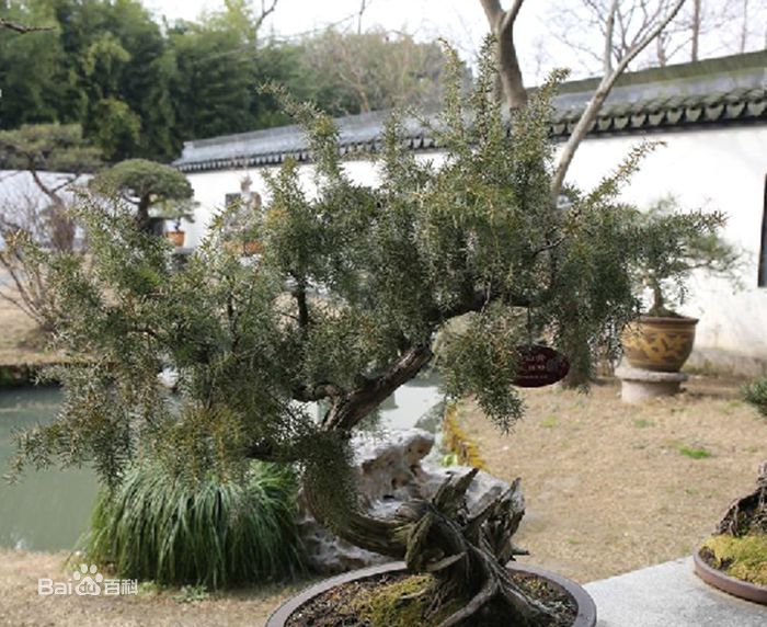 《杜松》封面图片