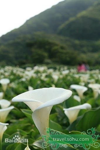 最全郑糠云()精彩图册