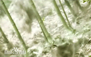 沈晓海【海角】陶醉、寇英杰、李世民图片图册