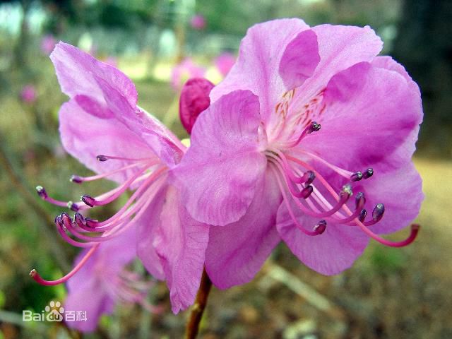 最优质罗海琼生活照