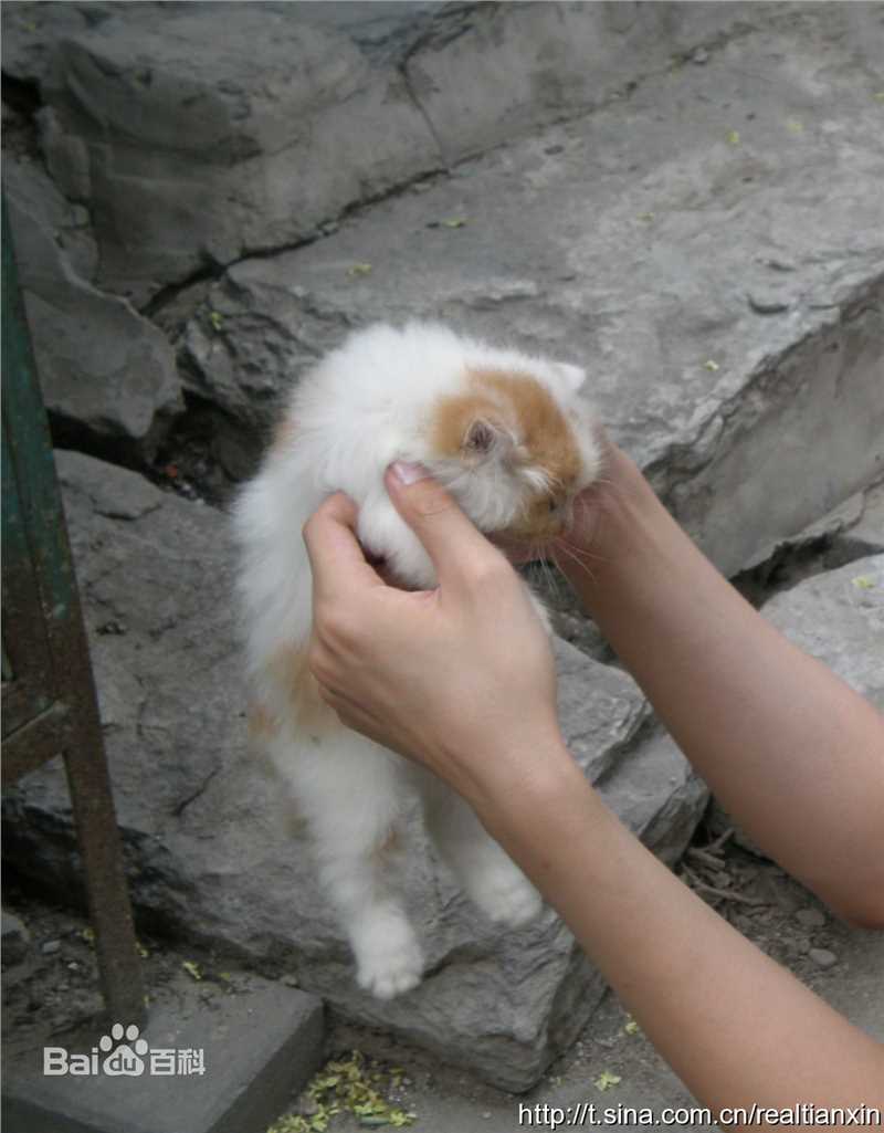 天心(Tien Hsin)旅游节目壁纸壁纸