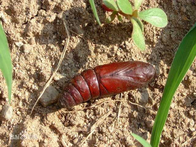 《李李仁》封面图片
