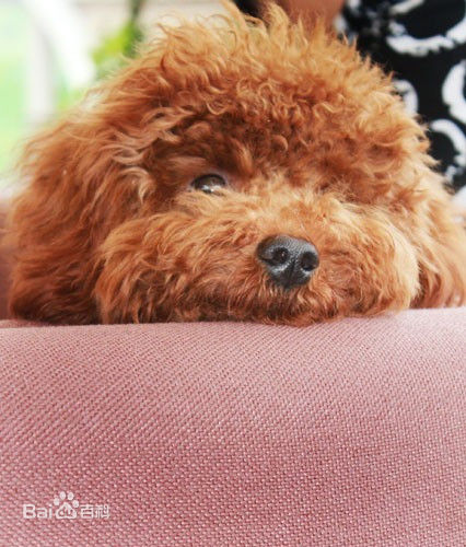 杨紫(Andy)宠物生活照相册