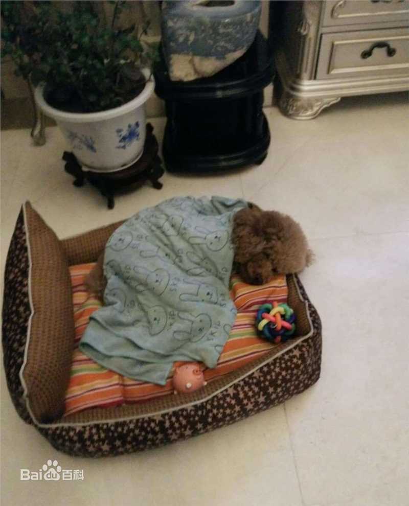 杨紫(Andy)宠物生活照相册