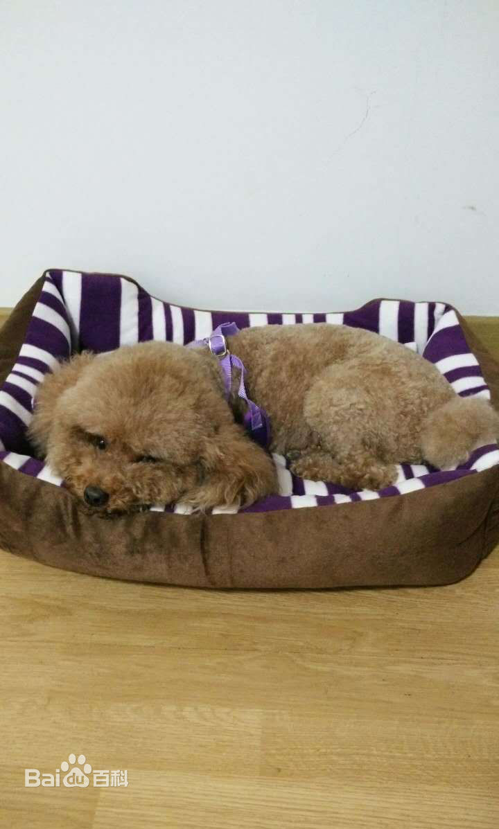 杨紫(Andy)宠物生活照相册