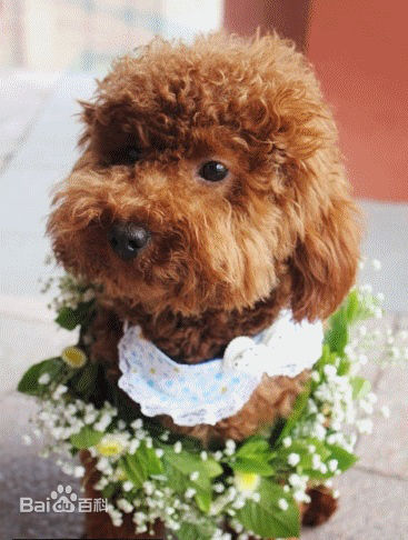 杨紫(Andy)宠物生活照相册