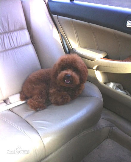 杨紫(Andy)宠物生活照相册