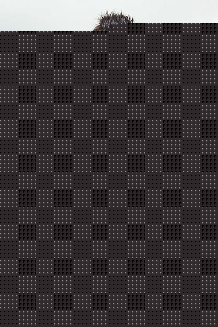 高清袁文杰(Andrew,Yuen Man Kit)图片