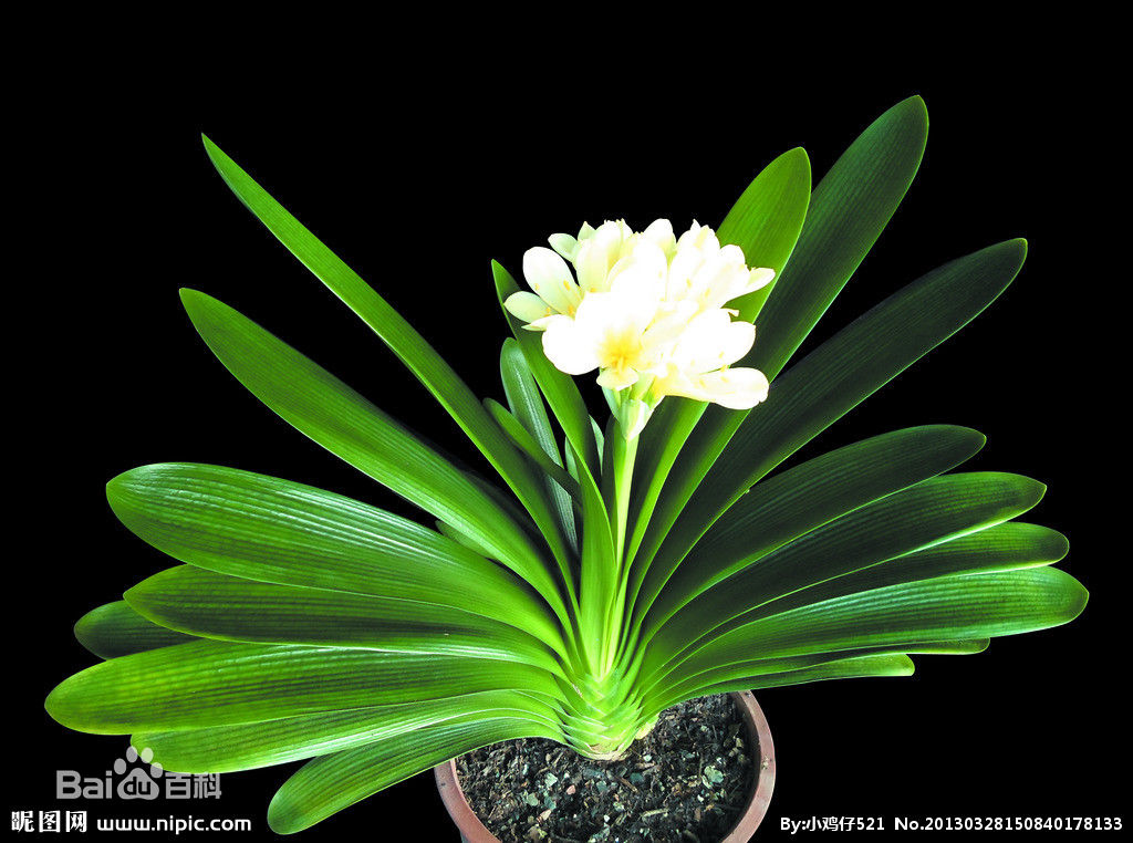 高清侯怡君性感图片