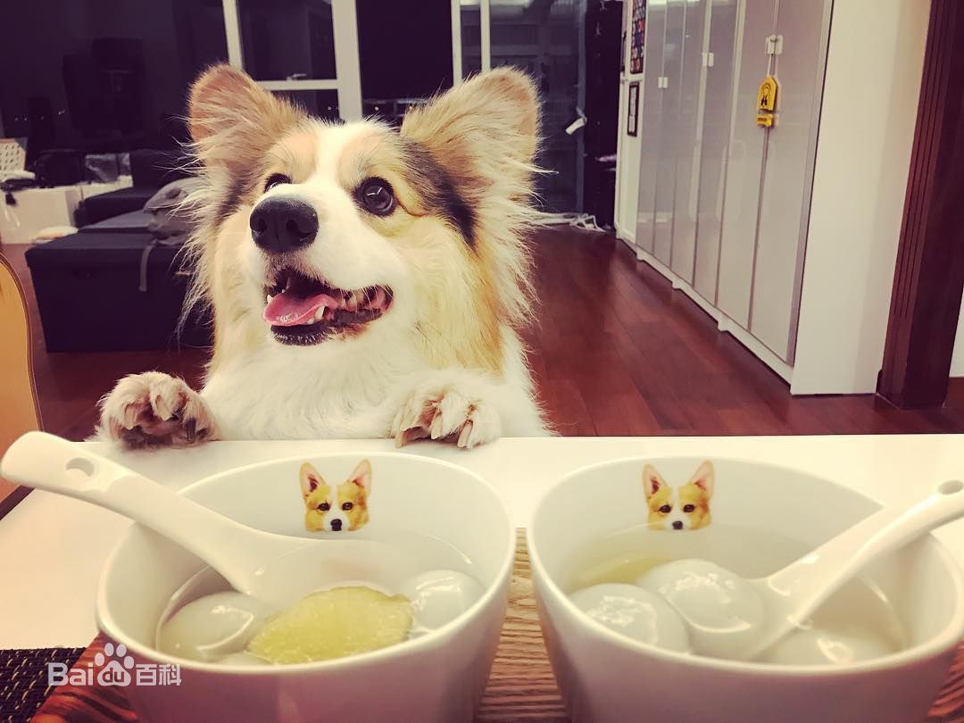 泳儿(Vincy Chan)爱宠壁纸壁纸