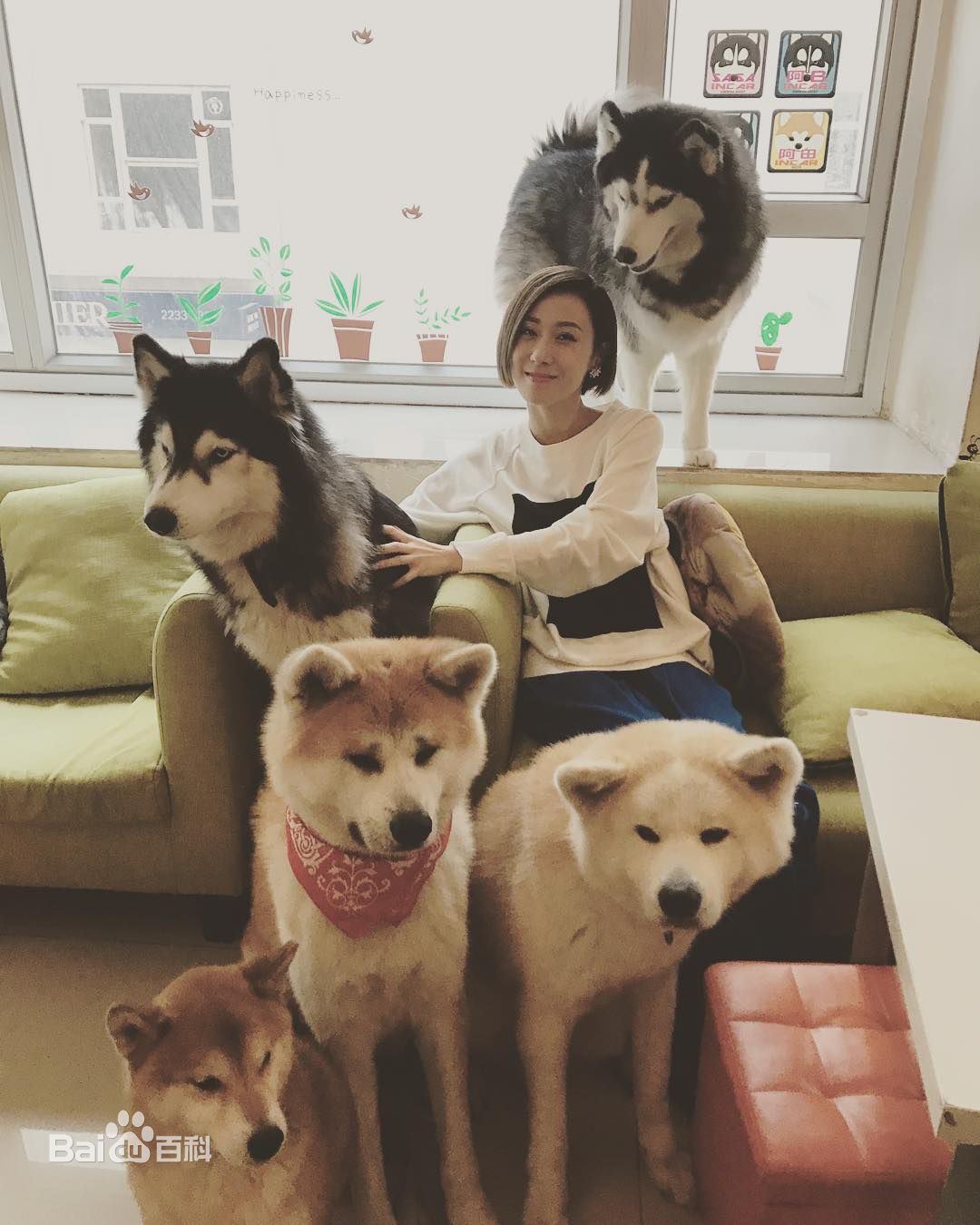 泳儿(Vincy Chan)爱宠壁纸壁纸