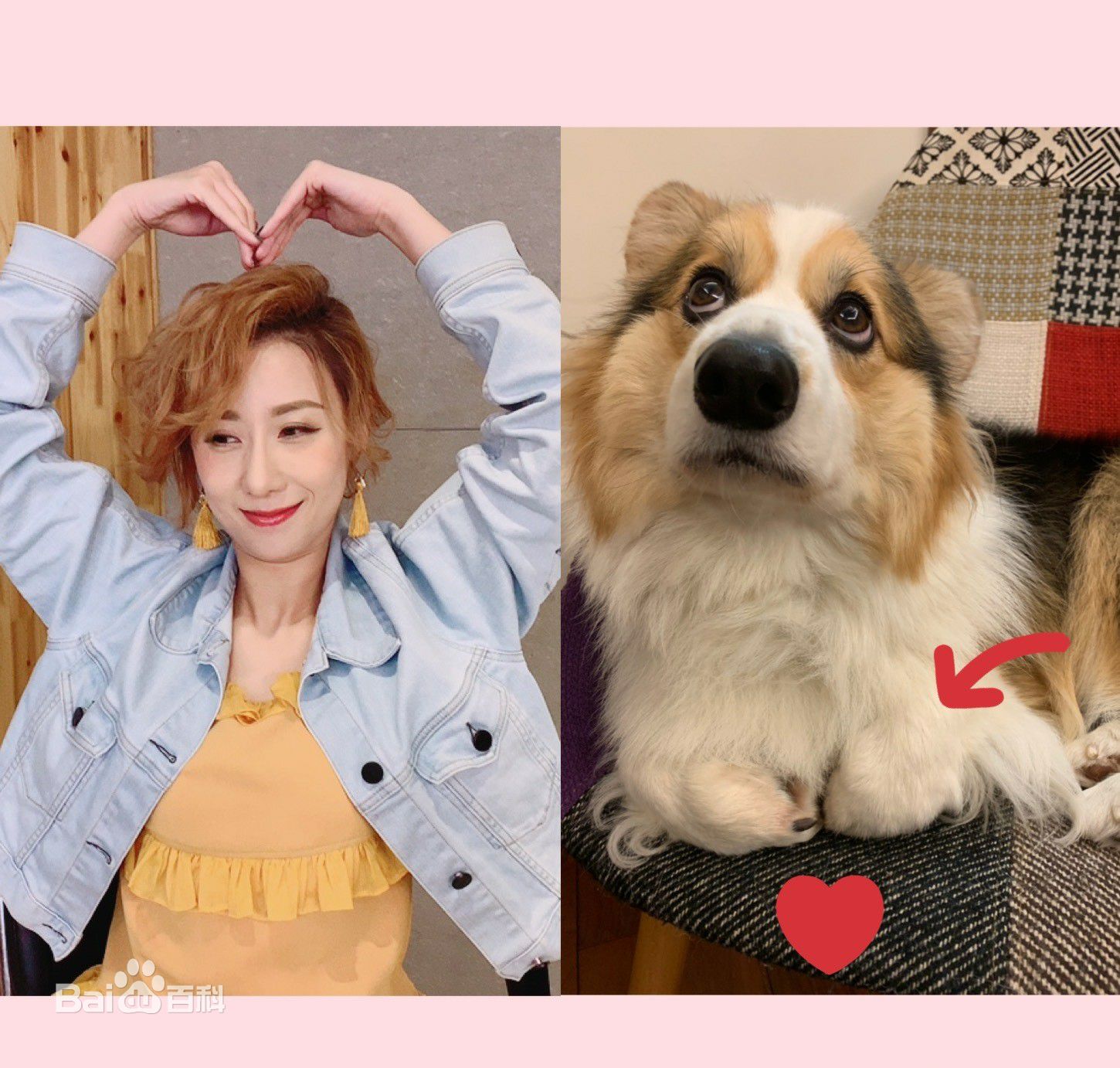 泳儿(Vincy Chan)爱宠壁纸壁纸