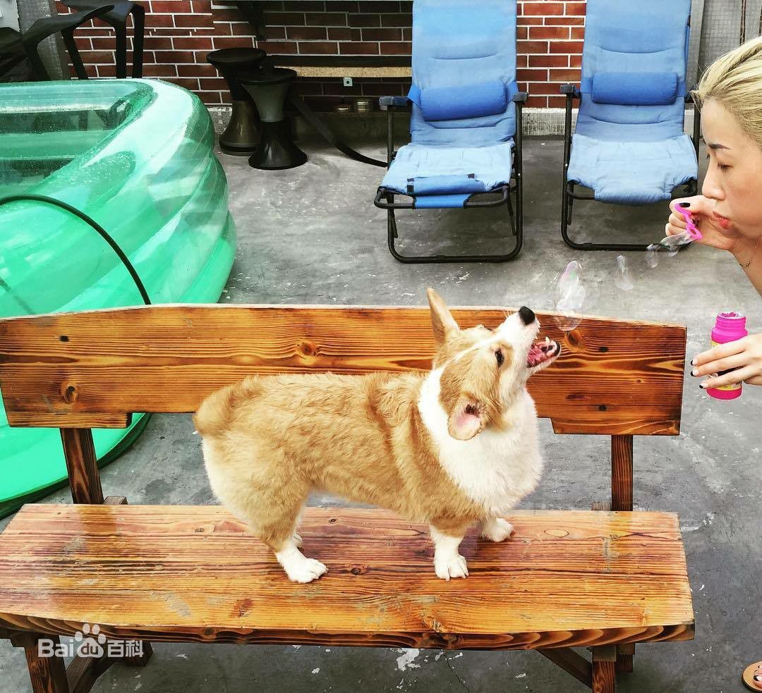 泳儿(Vincy Chan)爱宠壁纸壁纸