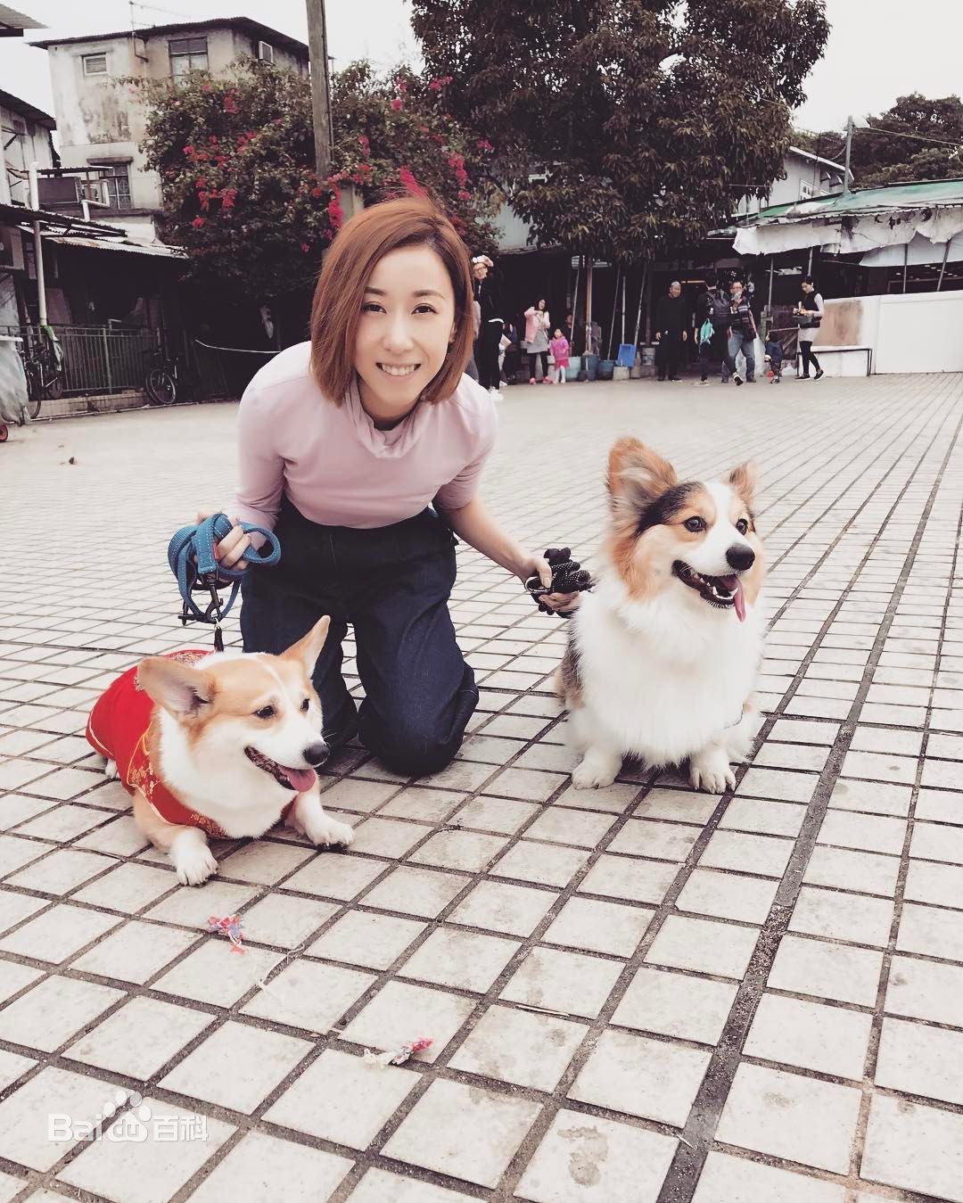 泳儿(Vincy Chan)爱宠壁纸壁纸