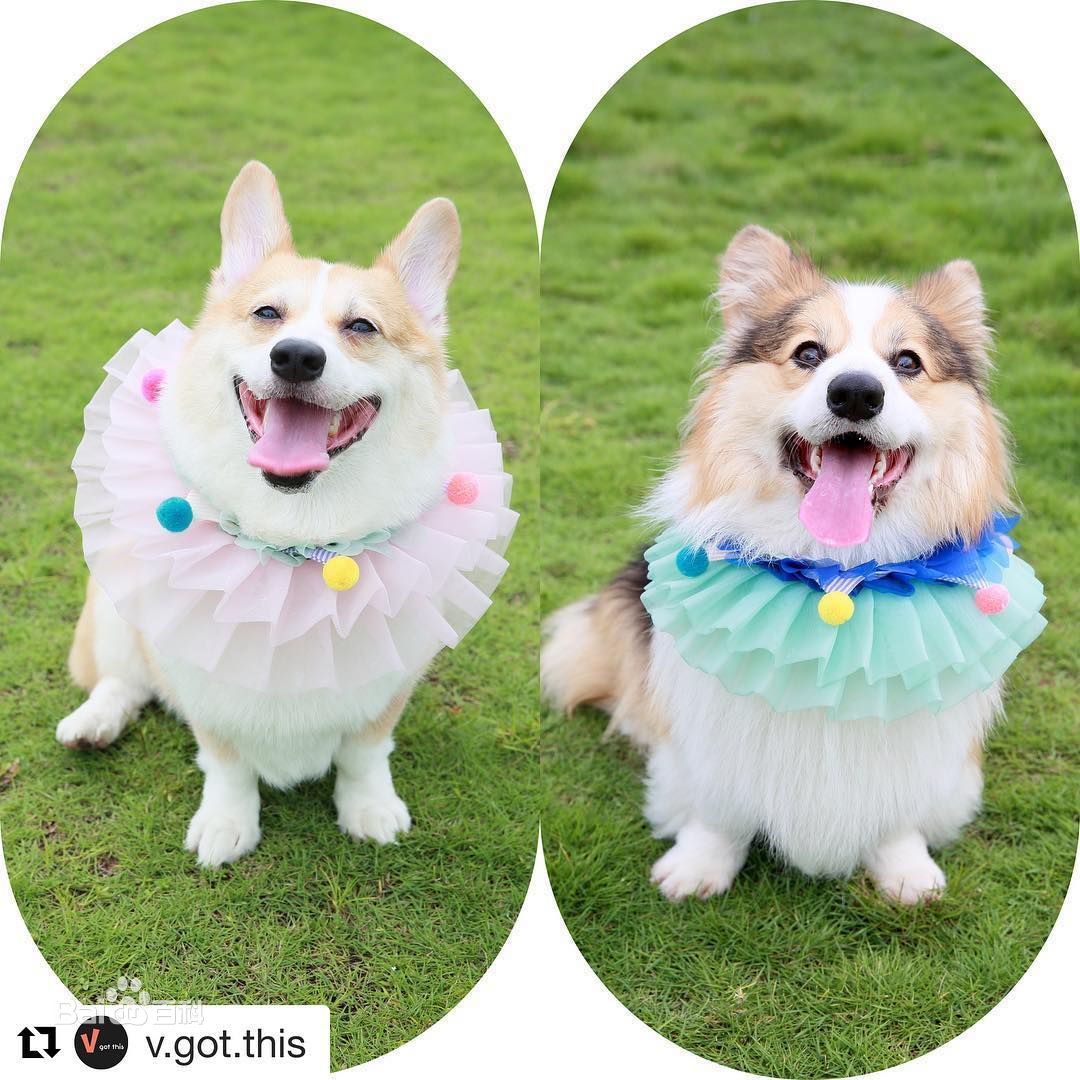 泳儿(Vincy Chan)爱宠壁纸壁纸