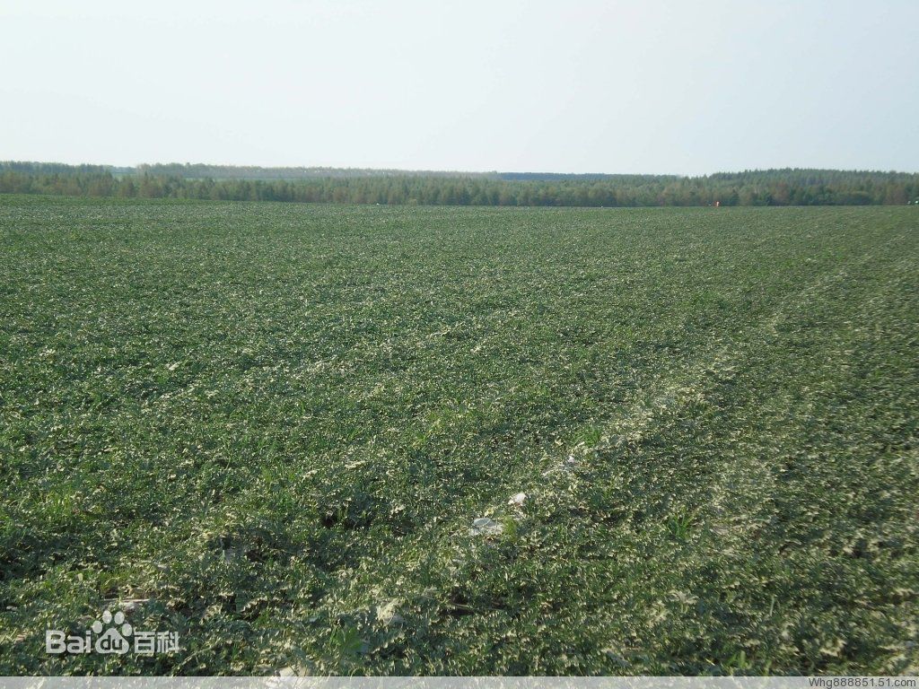 高清凯特·贝金赛尔(Kate Beckinsale)图片