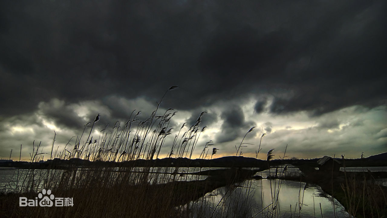 精选詹妮弗·艾莉(Jennifer Ehle)