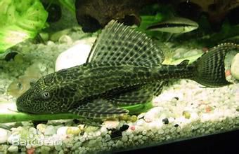 精选翁滋蔓(ire)图片