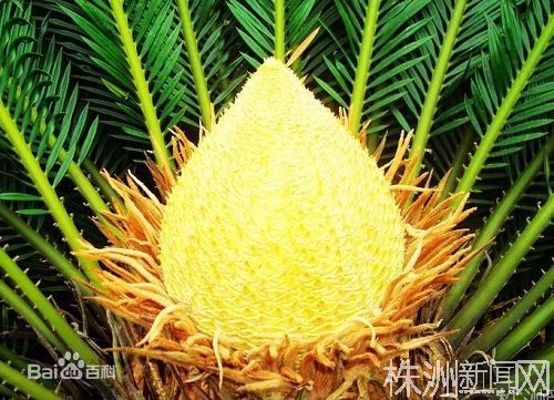 最全卜学亮壁纸