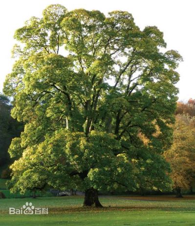 袁茵(Angela)拍摄的照片生活照