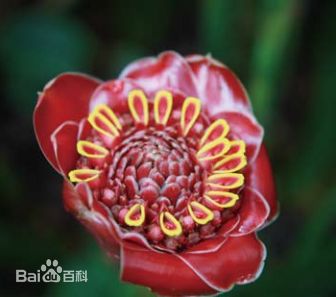 袁茵(Angela)拍摄的照片生活照