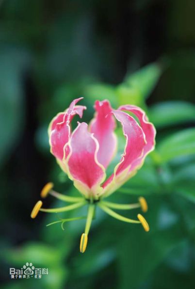 袁茵(Angela)拍摄的照片生活照