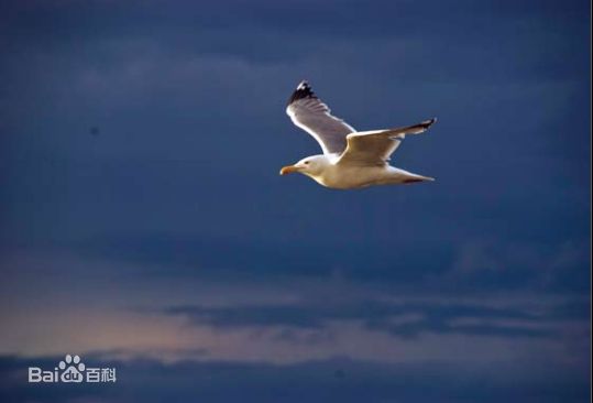 袁茵(Angela)拍摄的照片生活照