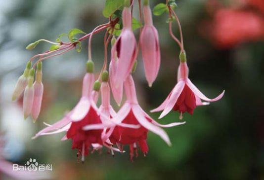 袁茵(Angela)拍摄的照片生活照