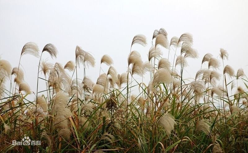 芦苇前后照片