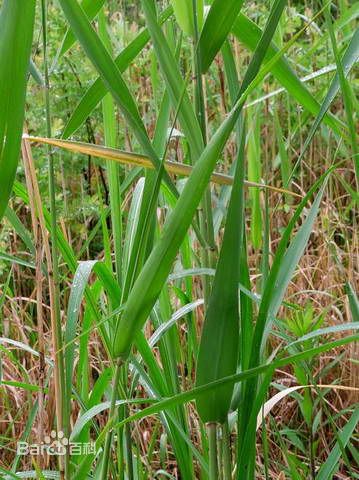 芦苇叶素颜照相册