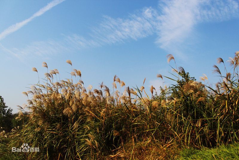 高清芦苇性感图片