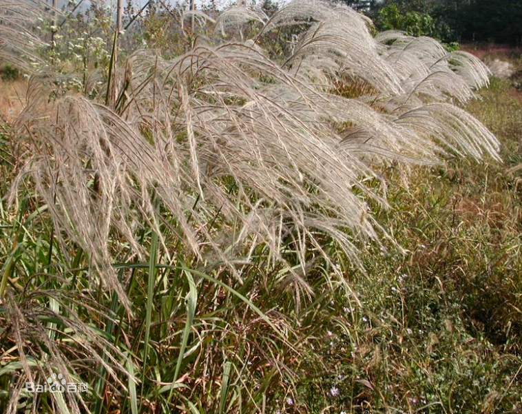 高清芦苇性感图片
