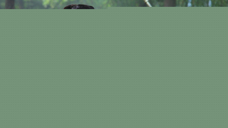 王伊(Evans)聊斋最新剧照