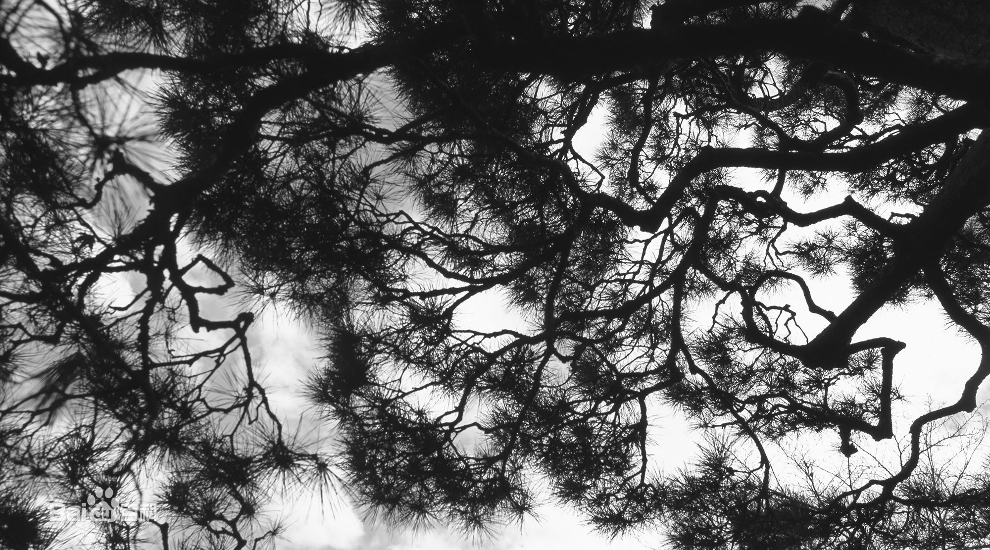 张罗平风景作品前后照片